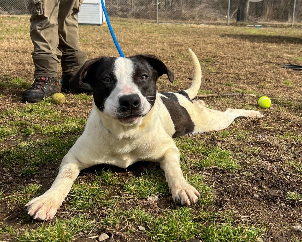 Mickey Ceelo, Adoptable, Young Male Mixed Breed.