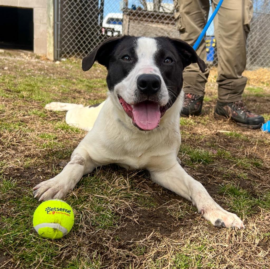 Enlarge Mickey Ceelo, a Adoptable mixed breed in Murray, KY image 2/5
