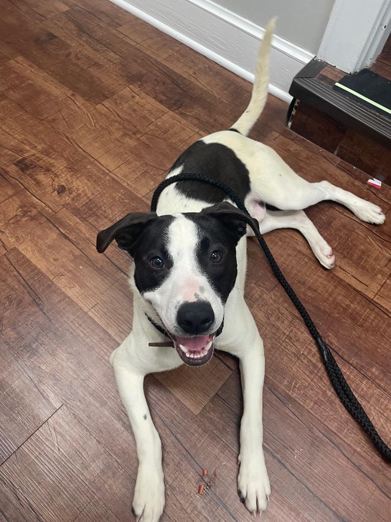 Enlarge Mickey Ceelo, a Adoptable mixed breed in Murray, KY image 3/5