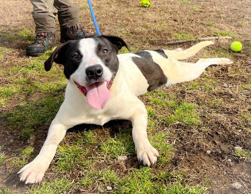 Enlarge Mickey Ceelo, a Adoptable mixed breed in Murray, KY image 4/5