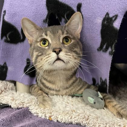 Stefan, Adoptable, Adult Male Domestic Short Hair & Domestic Short Hair.