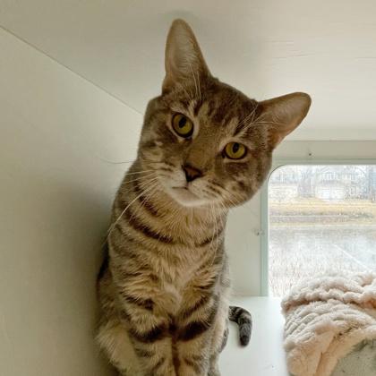 Enlarge Stefan, a Adoptable mixed breed in Wheaton, IL image 2/3