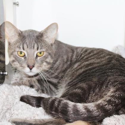 Enlarge Stefan, a Adoptable mixed breed in Wheaton, IL image 3/3