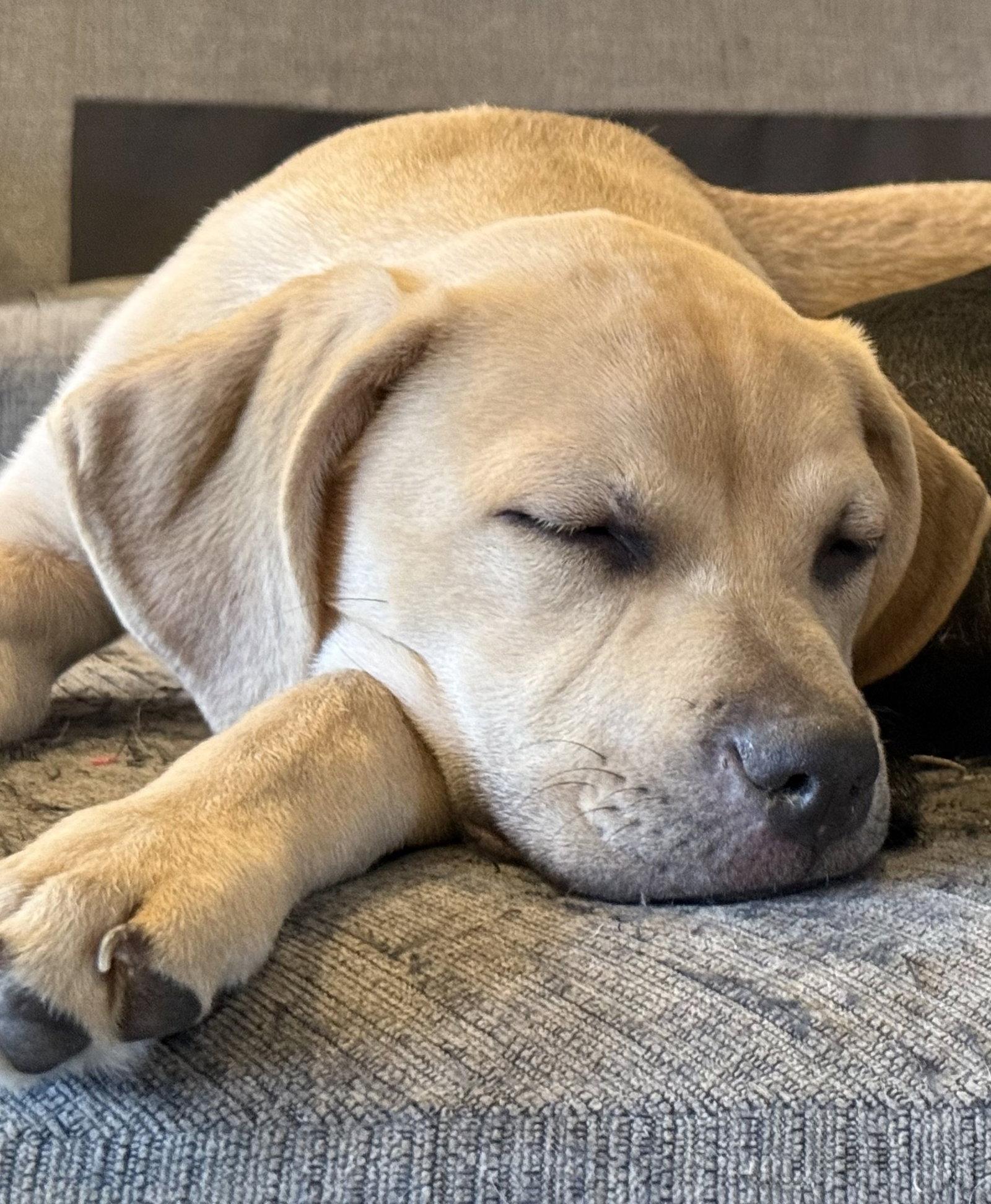 Enlarge Plum, a Adoptable mixed breed in Midway, UT image 1/3