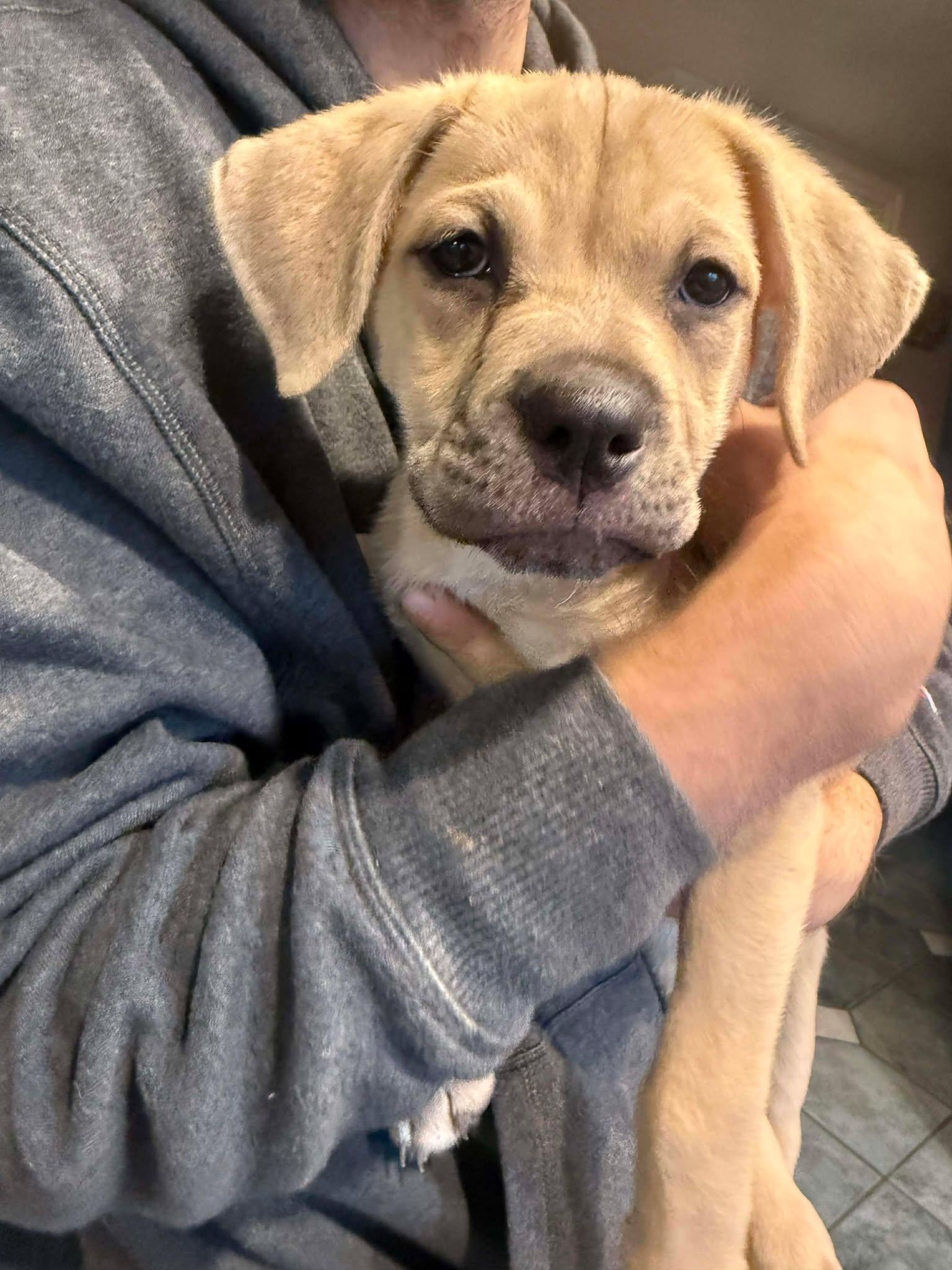 Enlarge Plum, a Adoptable mixed breed in Midway, UT image 1/3