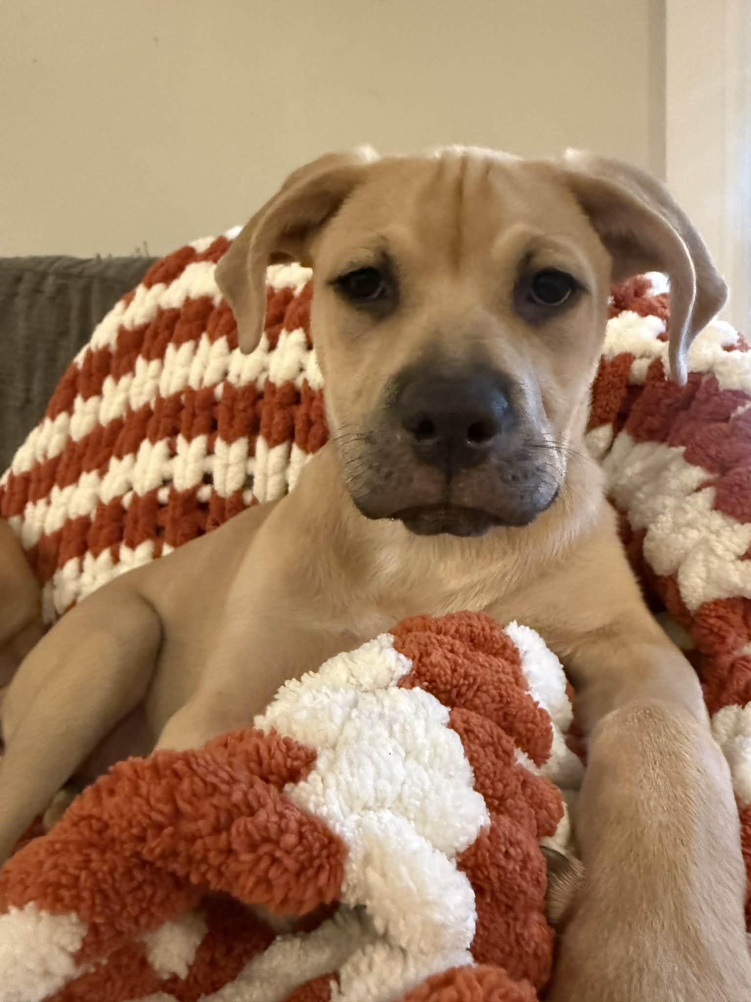 Enlarge Plum, a Adoptable mixed breed in Midway, UT image 2/3