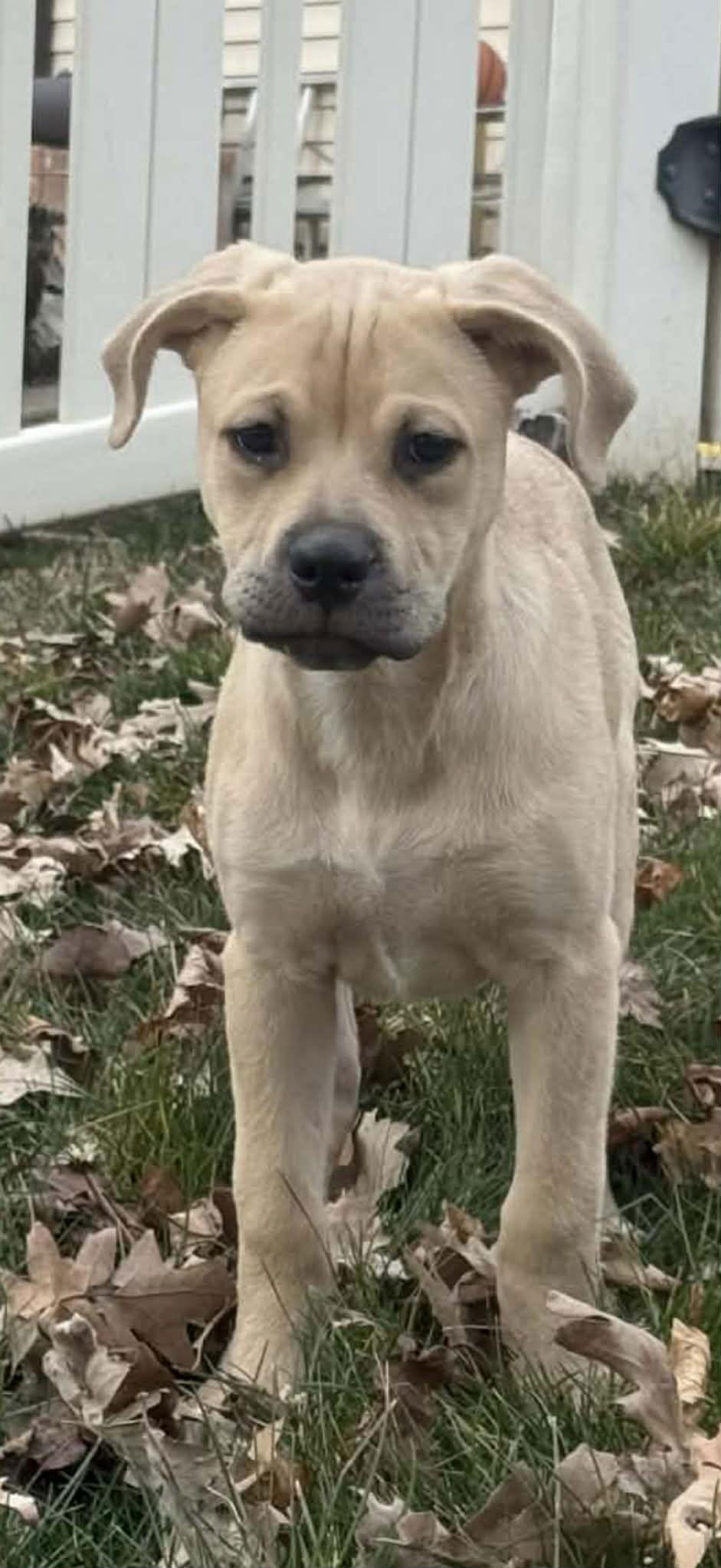 Enlarge Plum, a Adoptable mixed breed in Midway, UT image 3/3
