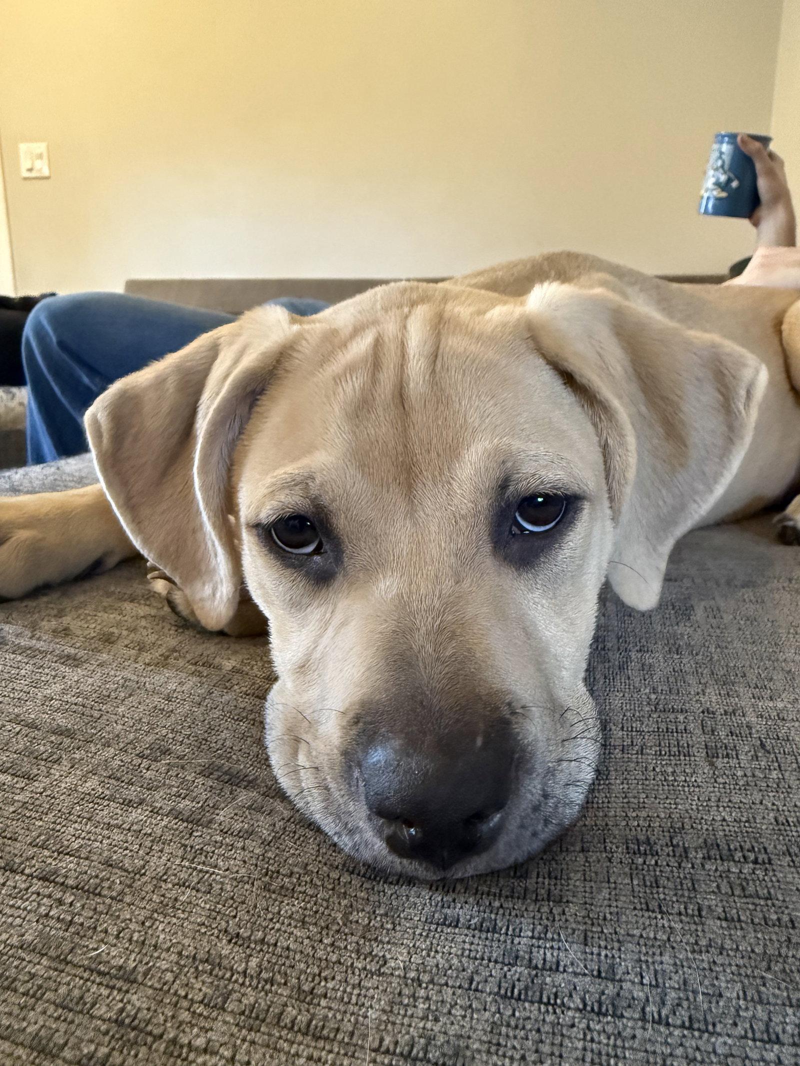 Enlarge Plum, a Adoptable mixed breed in Midway, UT image 3/3