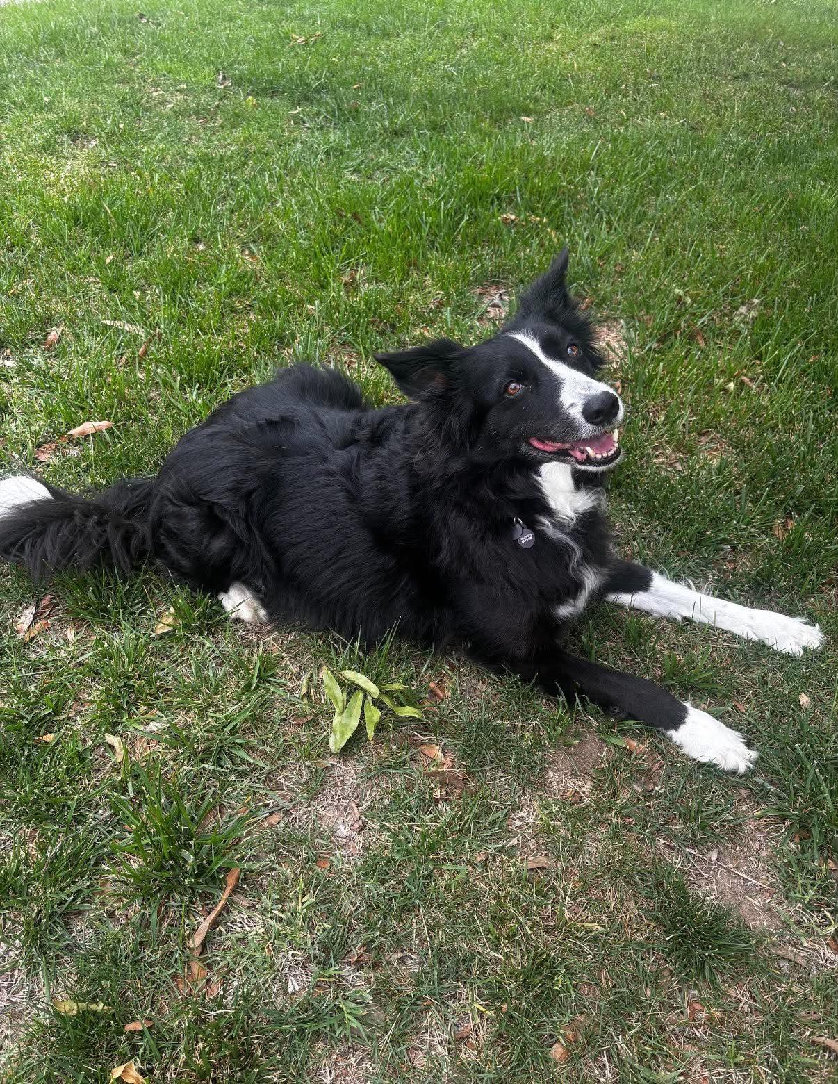 Mia (Courtesy Post), Adoptable, Senior Female Border Collie.