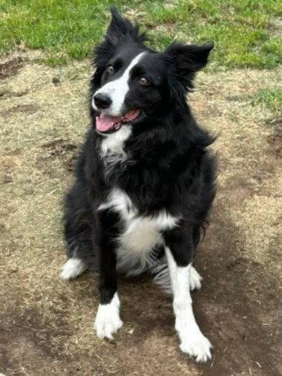Enlarge Mia (Courtesy Post), a Adoptable Border Collie in Wichita, KS image 1/3