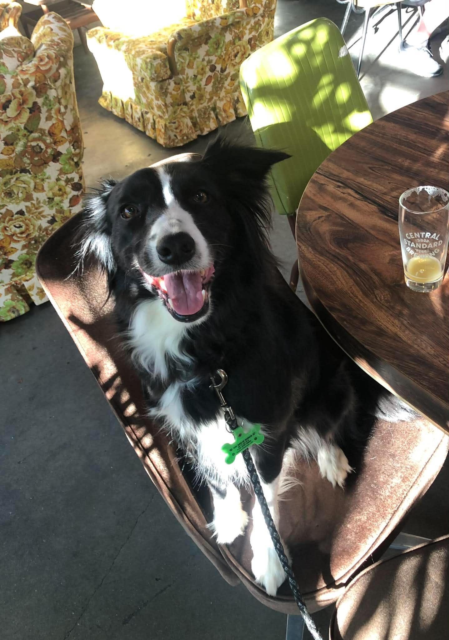 Mia (Courtesy Post), a Adoptable Border Collie in Wichita, KS image 2/3