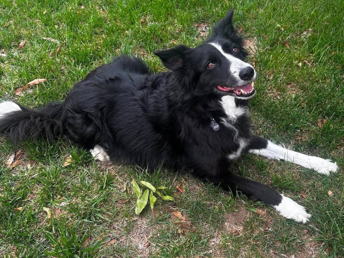 Enlarge Mia (Courtesy Post), a Adoptable Border Collie in Wichita, KS image 2/3