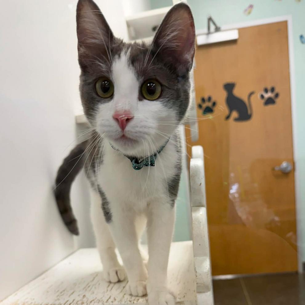 Azure, Adoptable, Young Male Domestic Short Hair.
