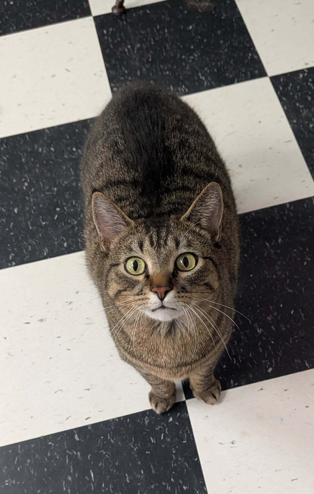 Enlarge Snickers, a ADOPTABLE Domestic Short Hair in wetaskiwin, AB image 3/3
