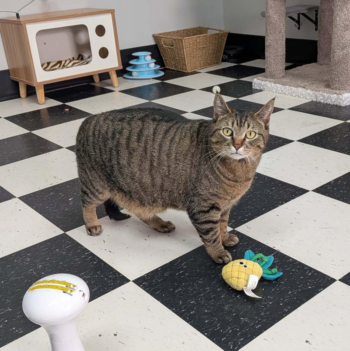 Enlarge Snickers, a ADOPTABLE Domestic Short Hair in wetaskiwin, AB image 2/3