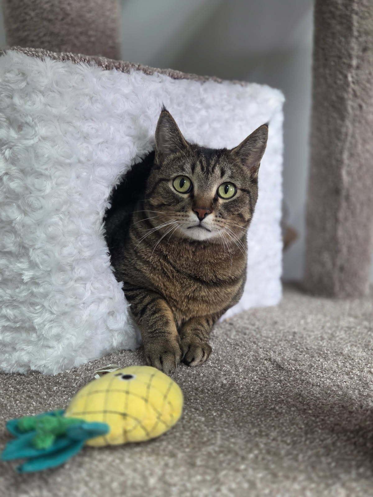 Enlarge Snickers, a ADOPTABLE Domestic Short Hair in wetaskiwin, AB image 1/3