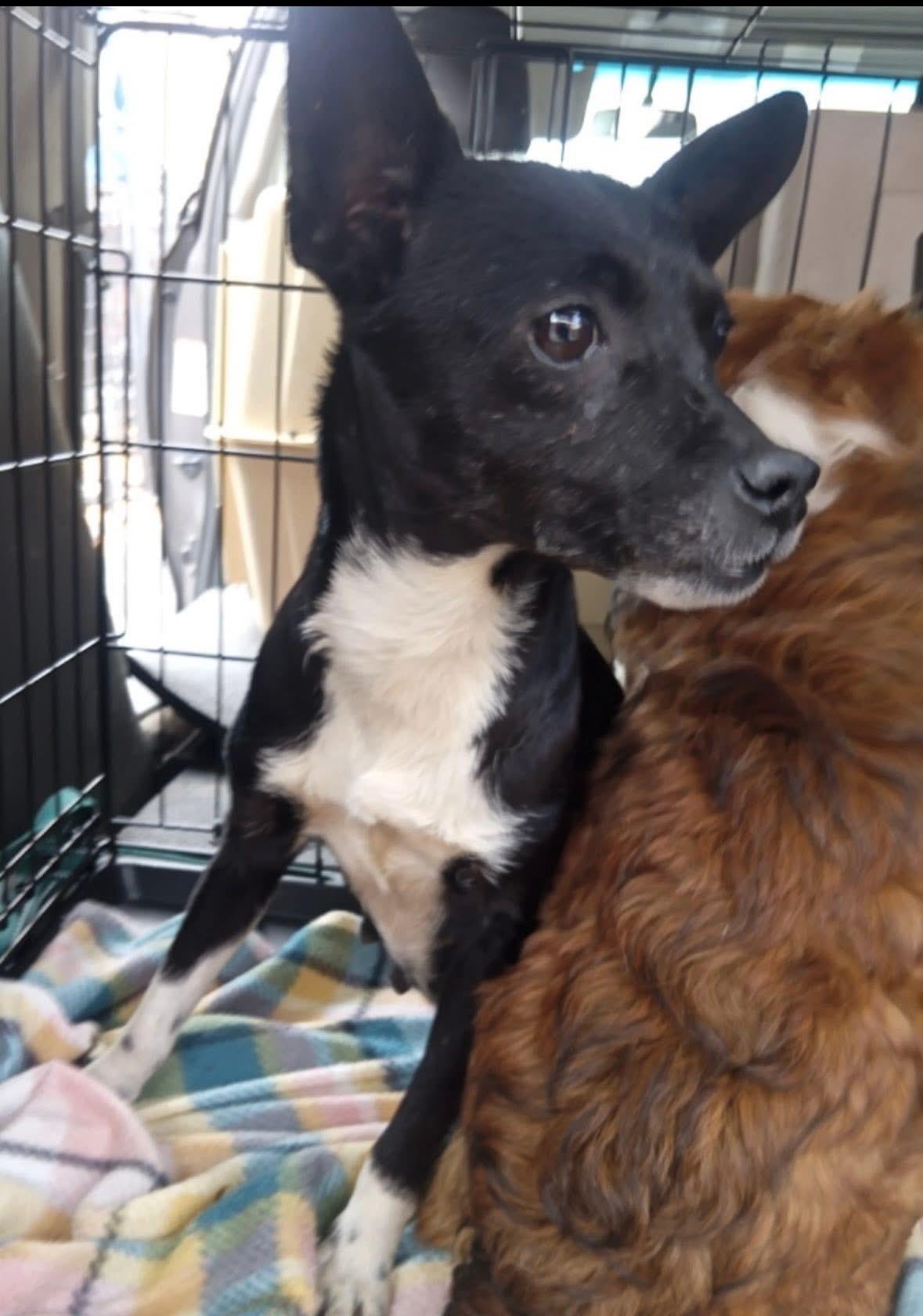 Enlarge Tangerine , a ADOPTABLE mixed breed in Yorktown, VA image 2/5