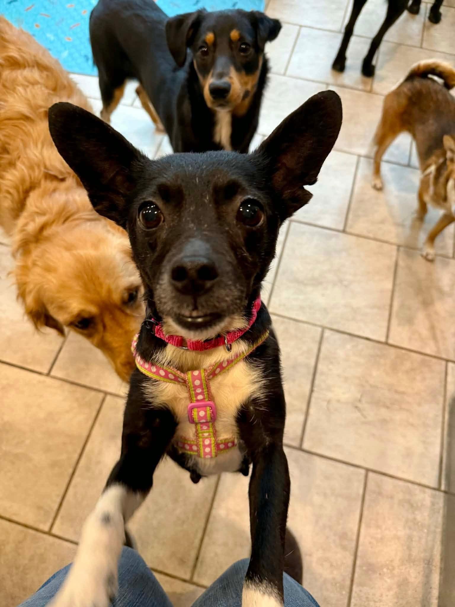 Enlarge Tangerine , a ADOPTABLE mixed breed in Yorktown, VA image 5/5