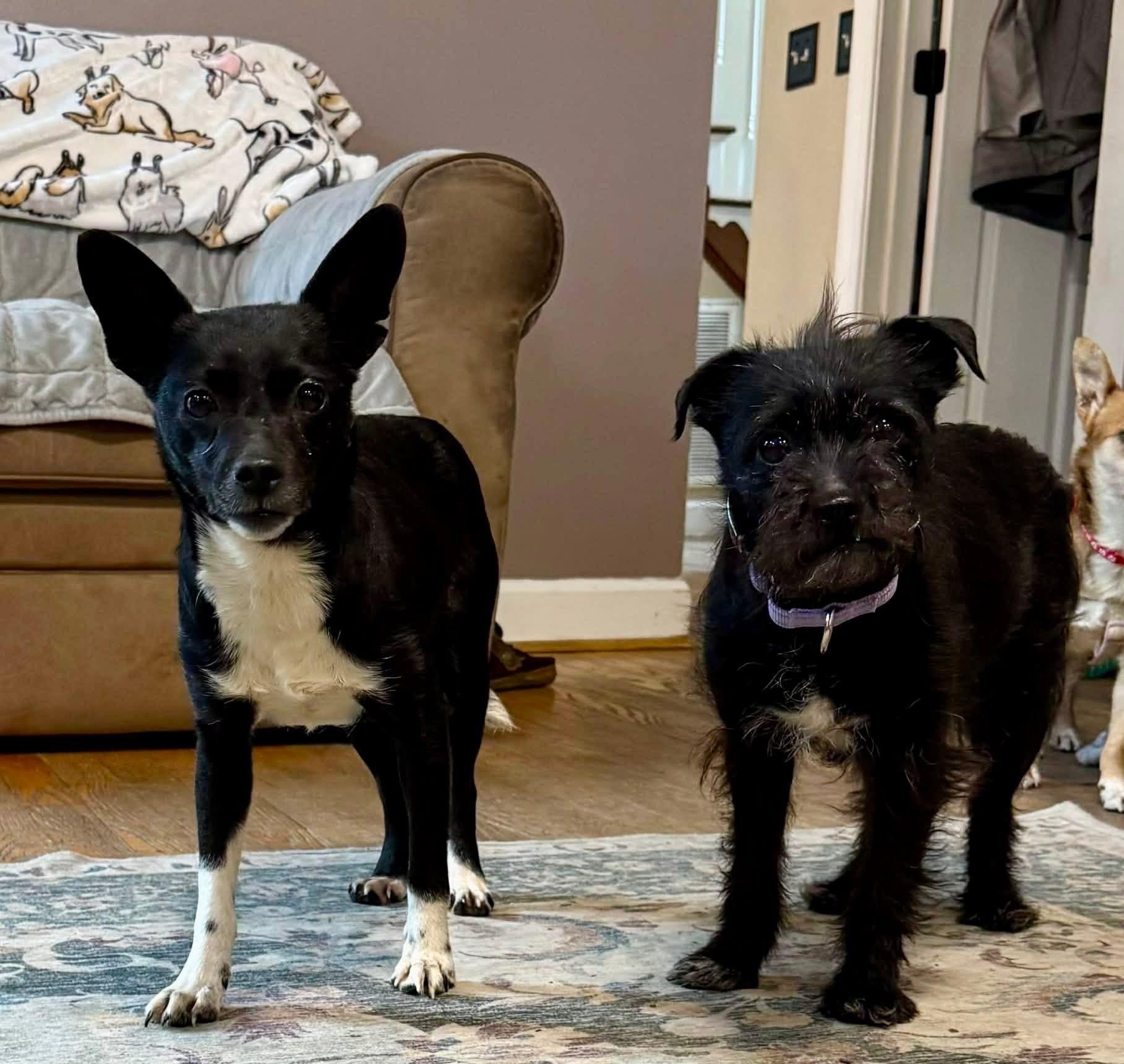 Enlarge Tangerine , a ADOPTABLE mixed breed in Yorktown, VA image 3/5