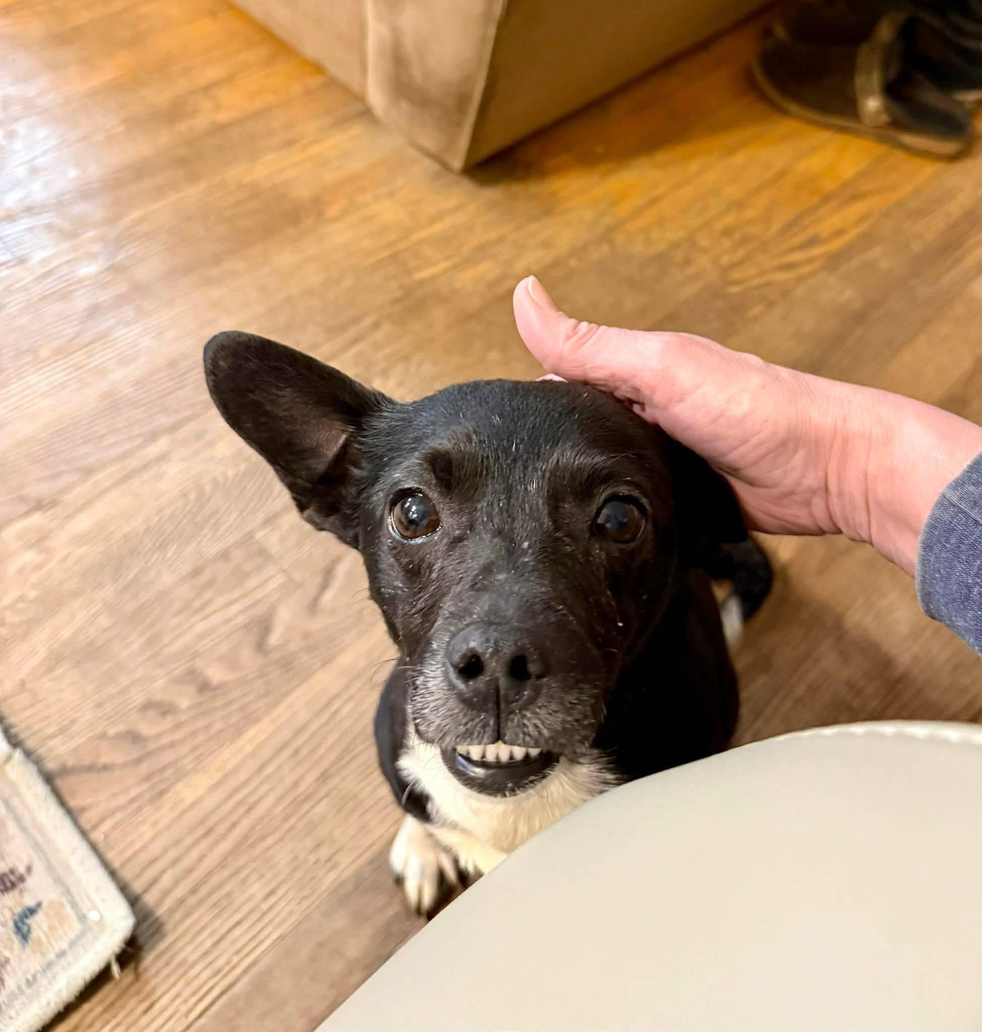 Enlarge Tangerine , a ADOPTABLE mixed breed in Yorktown, VA image 4/5