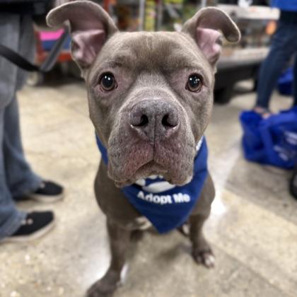 Gustavo, Adoptable, Adult Male Terrier & Mixed Breed.