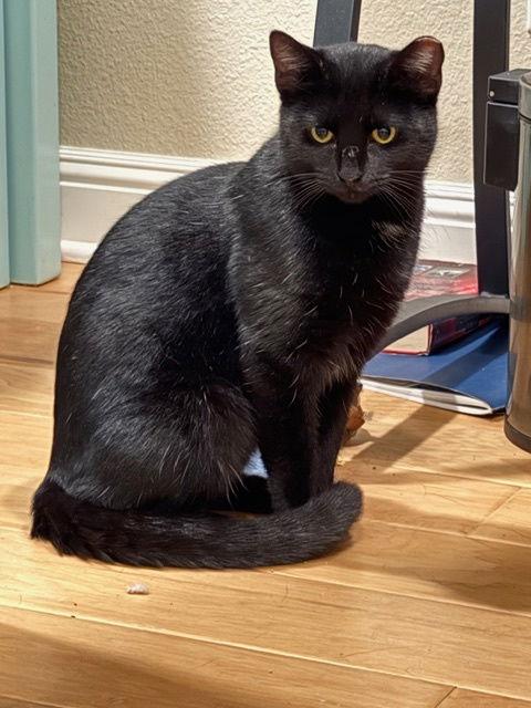 Panda Bear, Adoptable, Adult Female Domestic Short Hair.