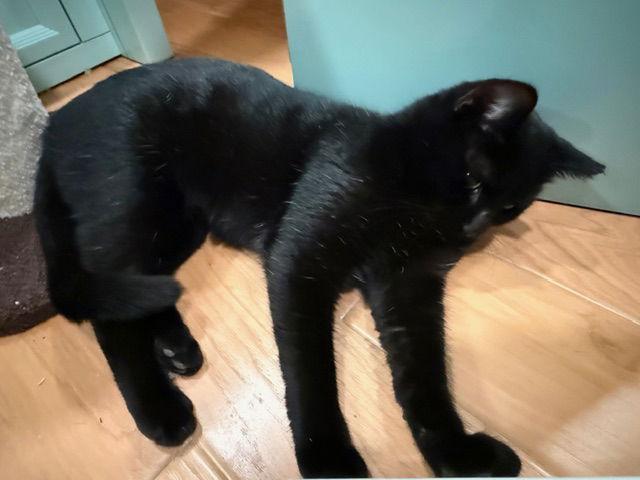 Enlarge Panda Bear, a Adoptable Domestic Short Hair in San Jose, CA image 2/3