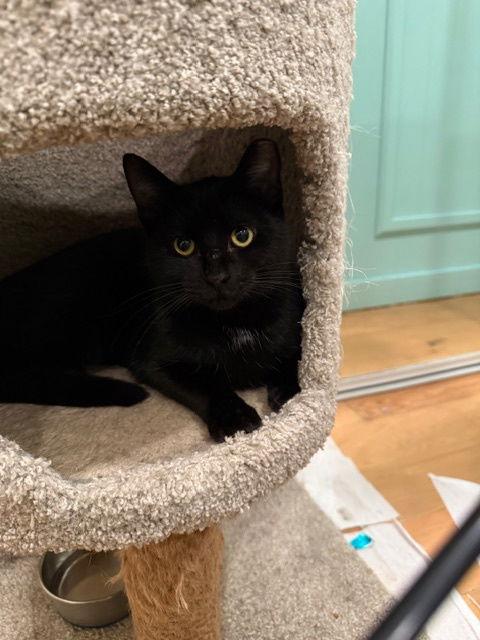 Enlarge Panda Bear, a Adoptable Domestic Short Hair in San Jose, CA image 3/3
