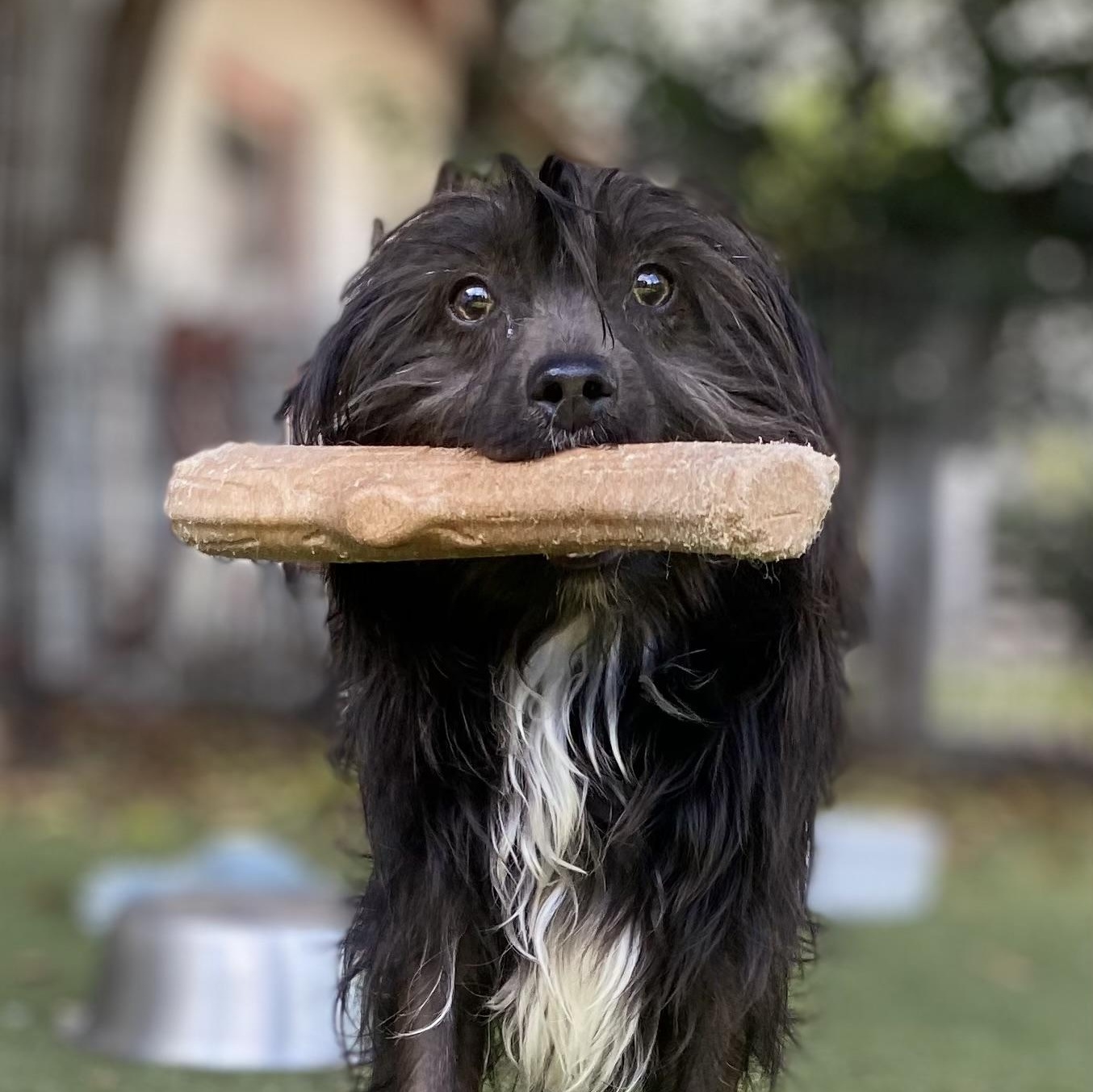 Laszlo