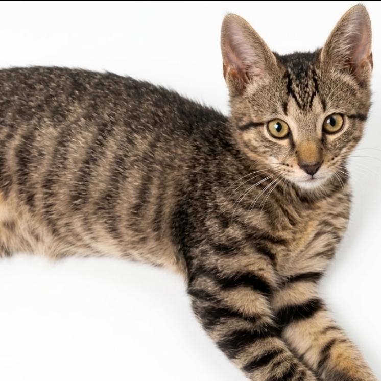 Whiskers, Adoptable, Kitten Male Domestic Short Hair.