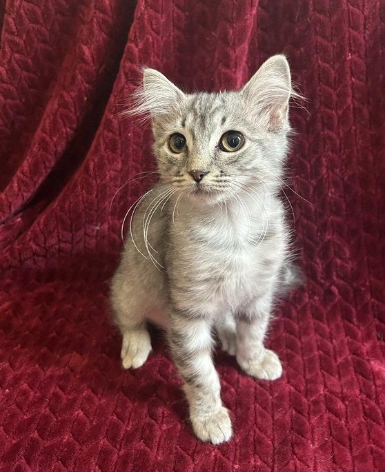 Joan, Adopted, Kitten Female Maine Coon & Domestic Long Hair.