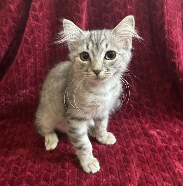 Enlarge Joan, a Adopted mixed breed in Nashville, TN image 2/3