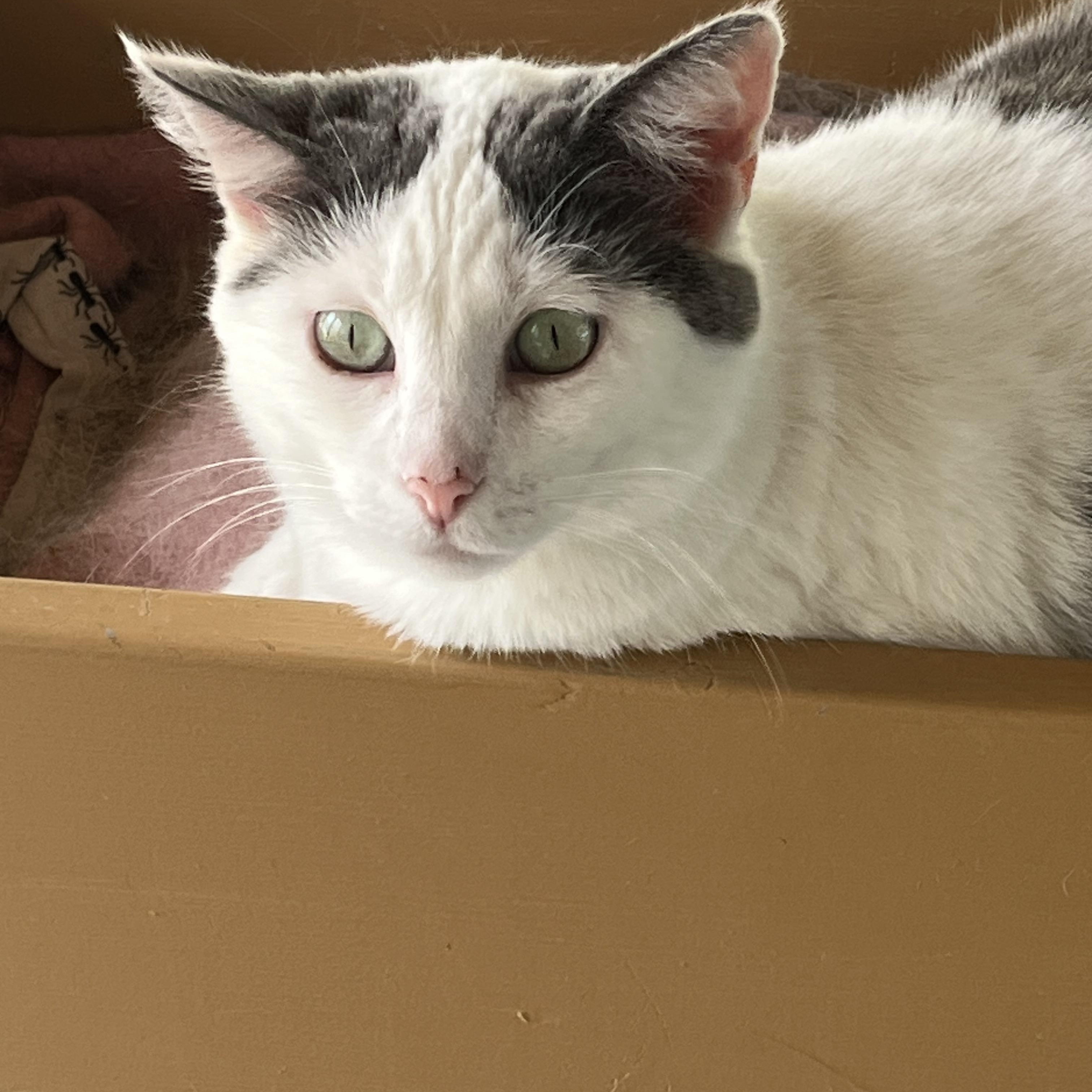 MANDY, Adoptable, Adult Female Domestic Short Hair.