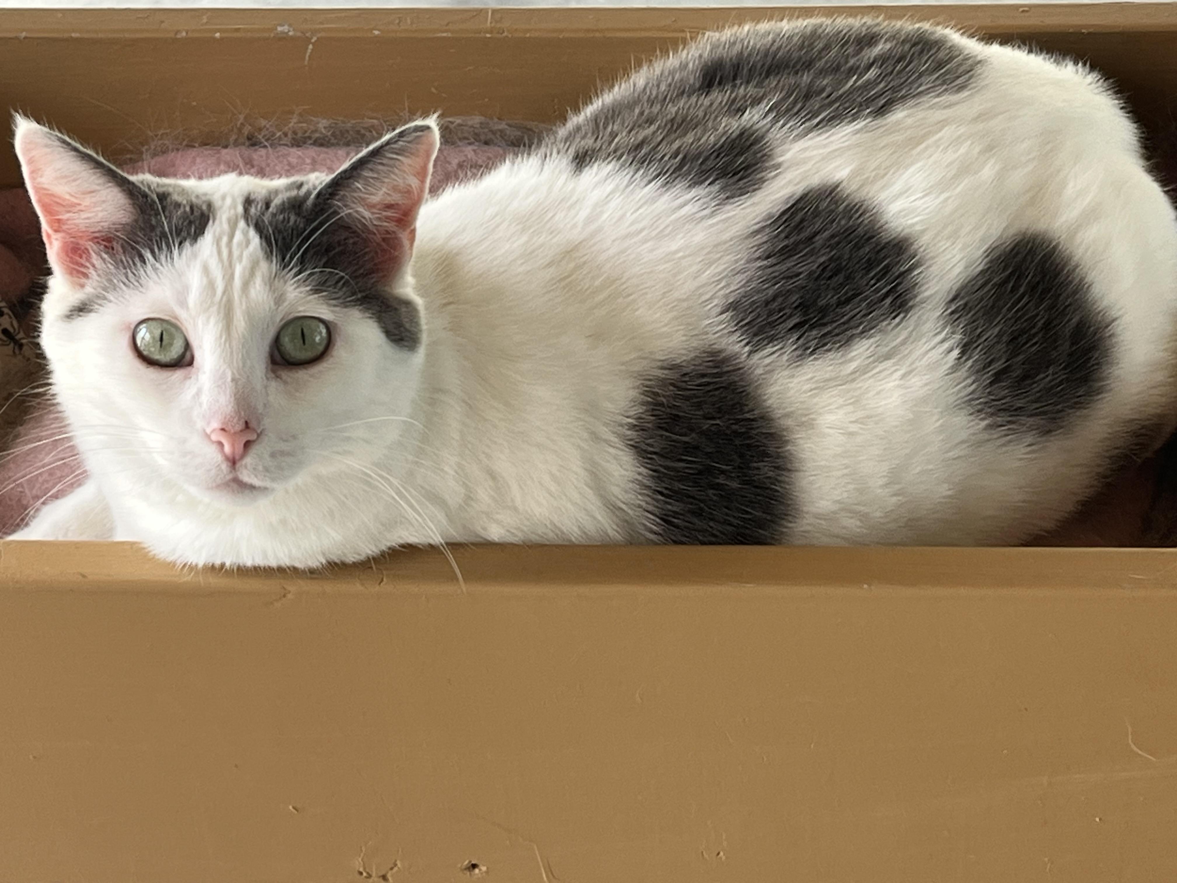 MANDY, a Adoptable Domestic Short Hair in Carthage, IL image 2/5