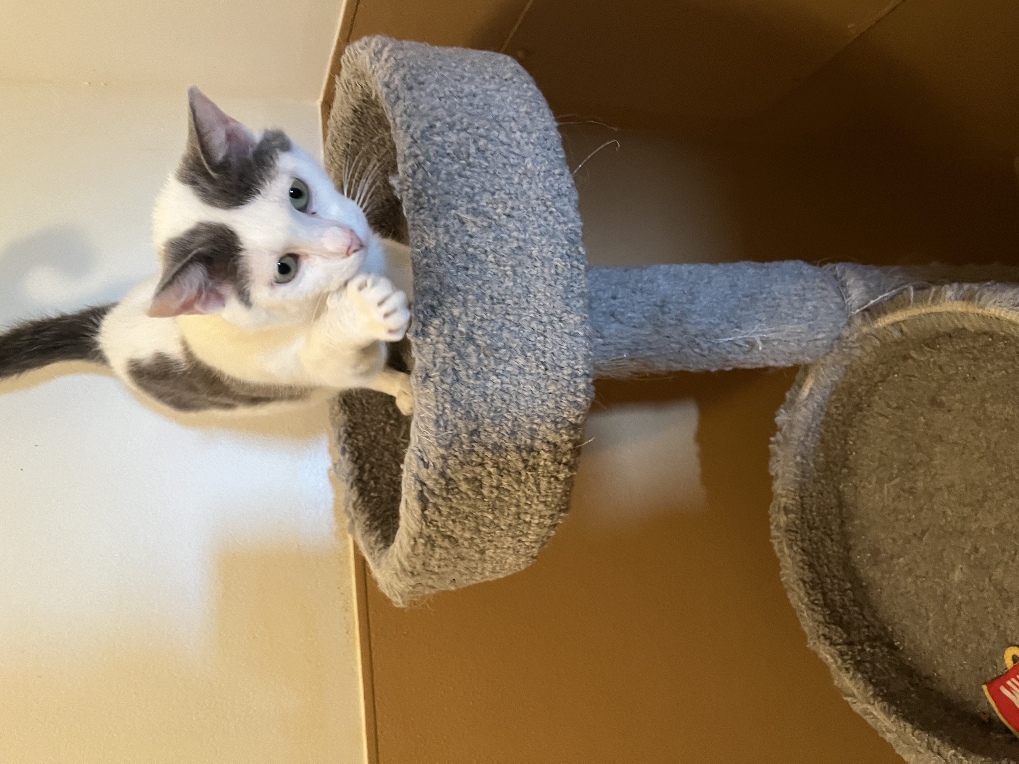 MANDY, a Adoptable Domestic Short Hair in Carthage, IL image 5/5