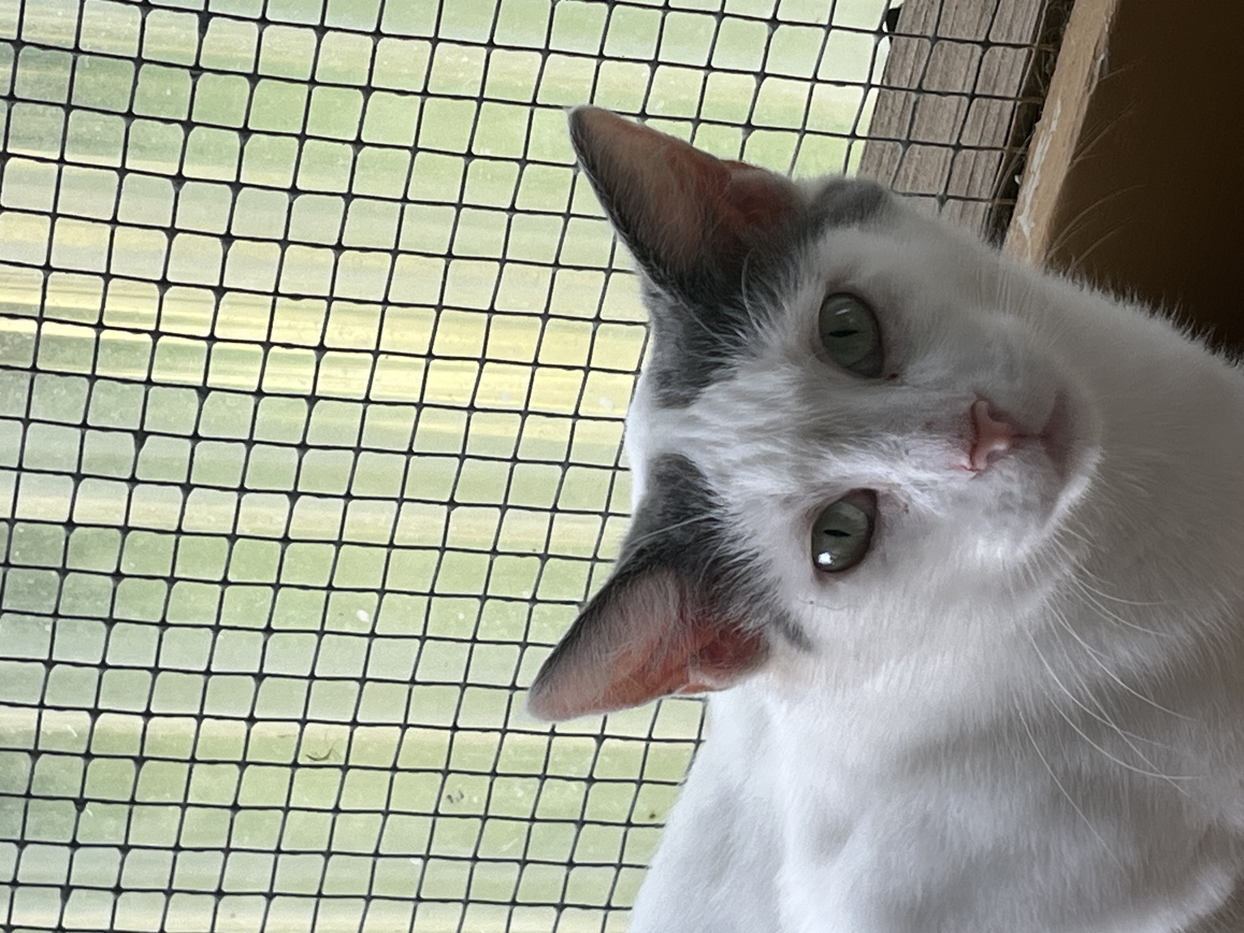 MANDY, a Adoptable Domestic Short Hair in Carthage, IL image 4/5