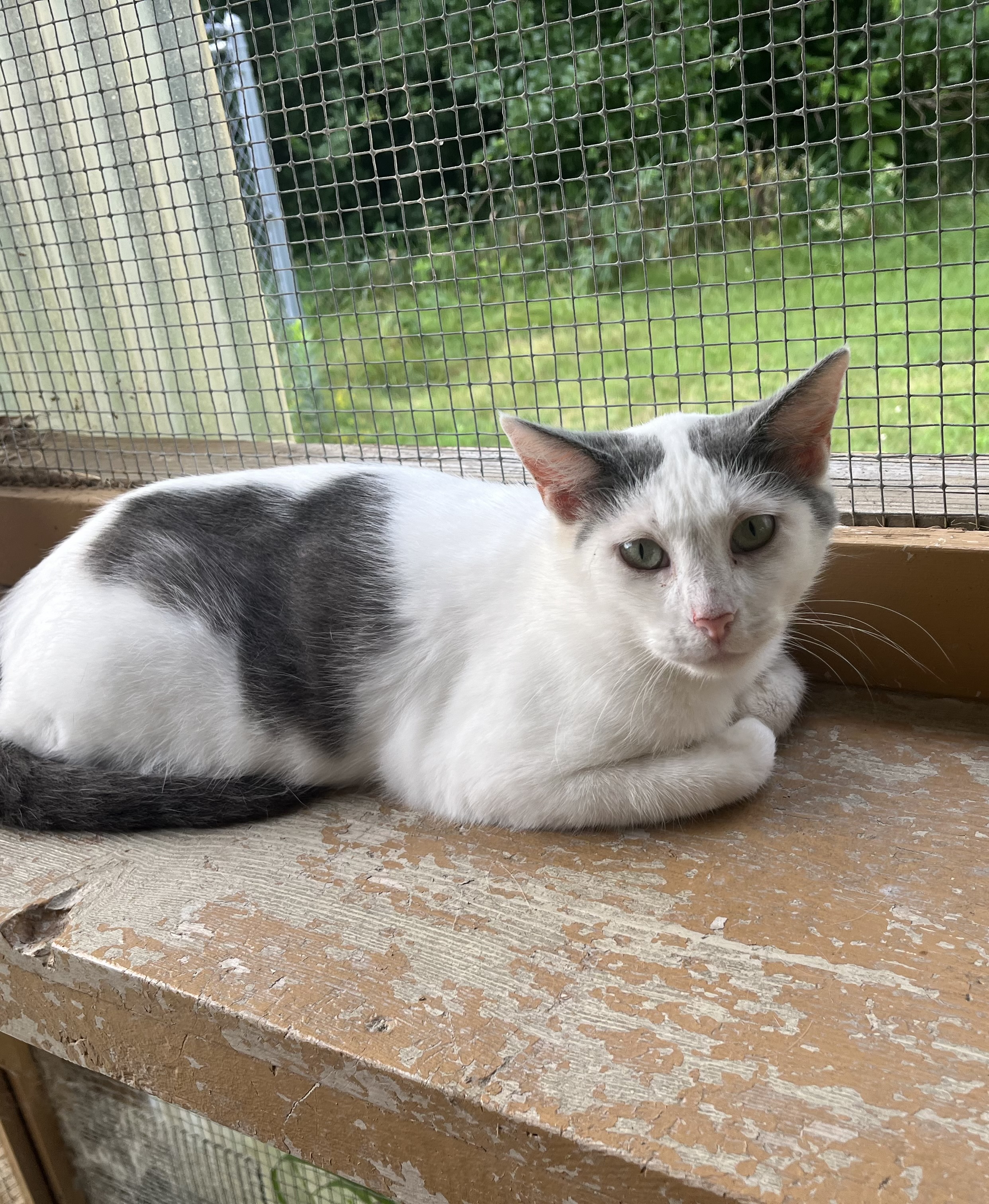 MANDY, a Adoptable Domestic Short Hair in Carthage, IL image 3/5