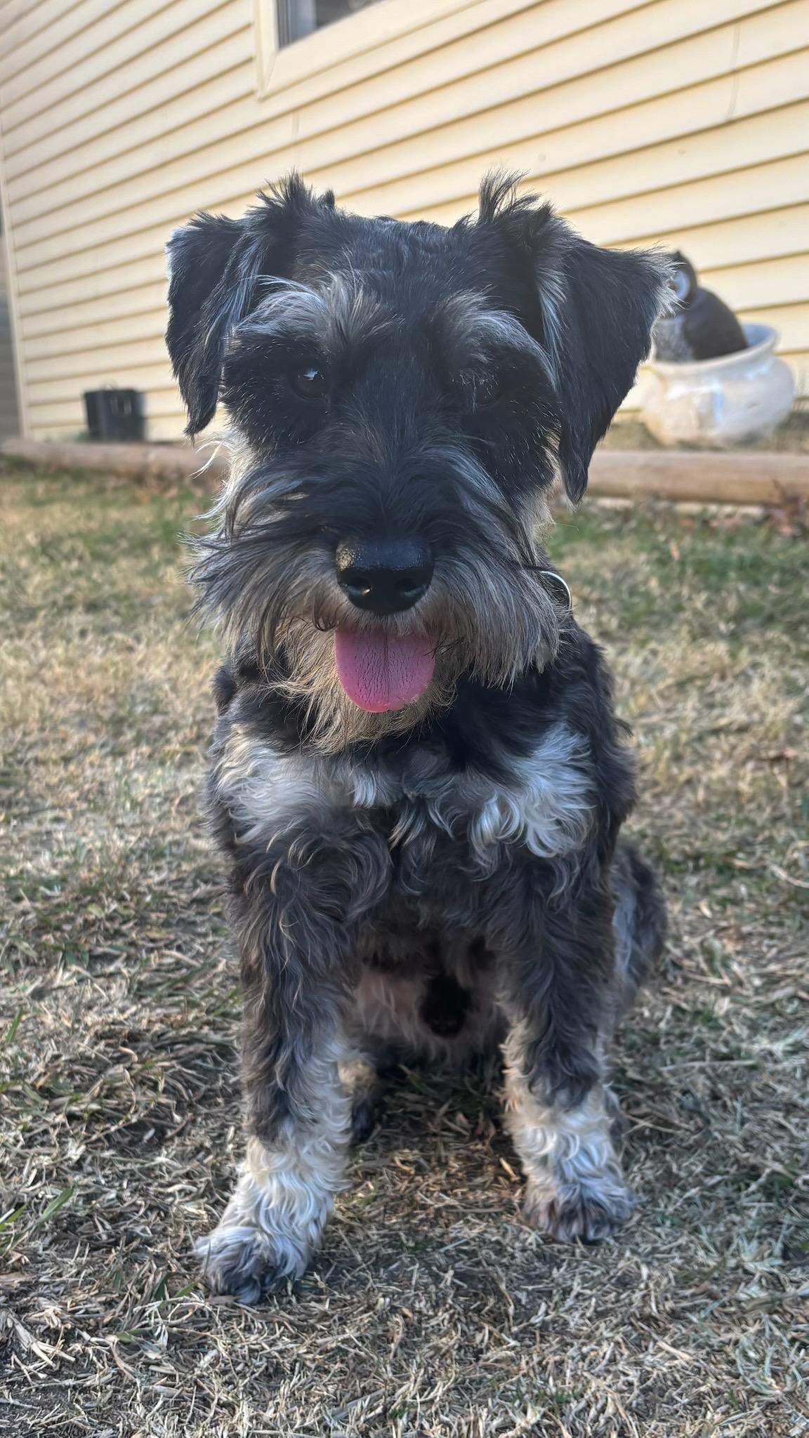 Enlarge Norman 2041, an adopted Miniature Schnauzer in Carrollton, TX image 2/2