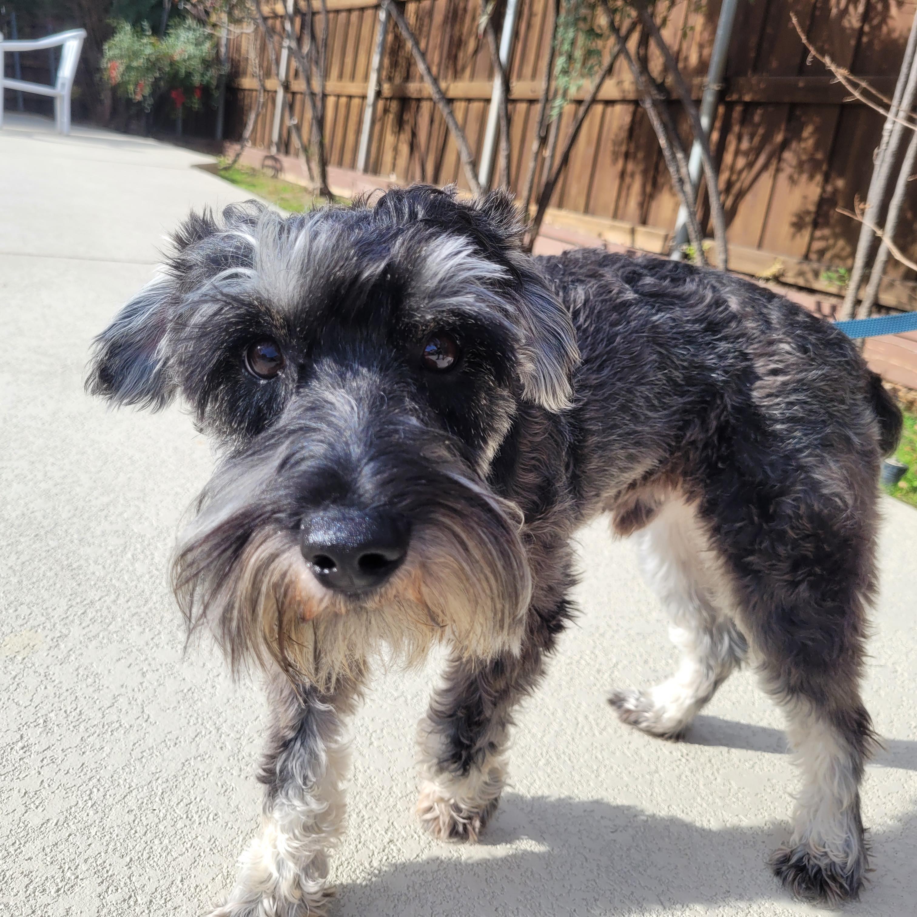 Norman 2041, adopted, Adult Male Miniature Schnauzer.