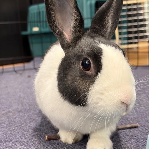 SAPPHIRE , adoptable, Young Female Dutch.