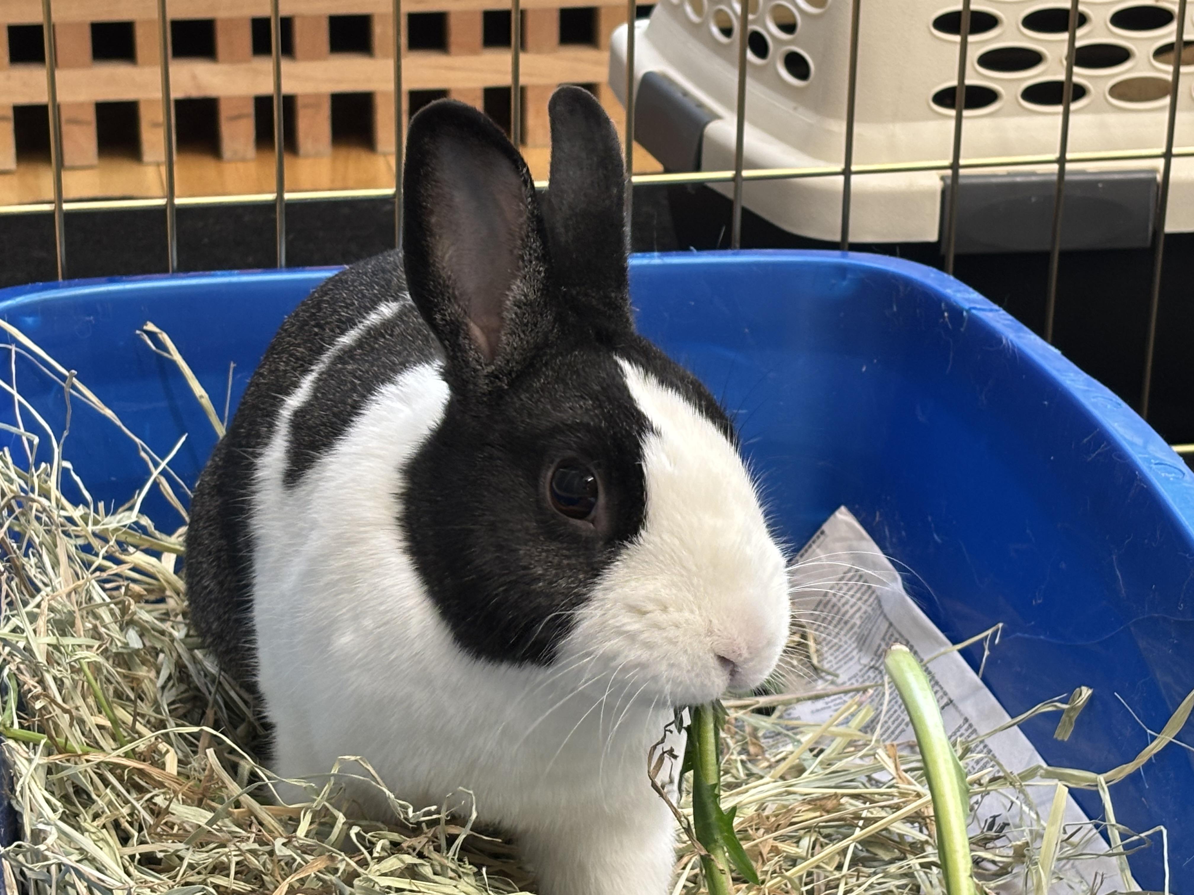 Enlarge SAPPHIRE , an adoptable Dutch in Forest Hills, NY image 6/6