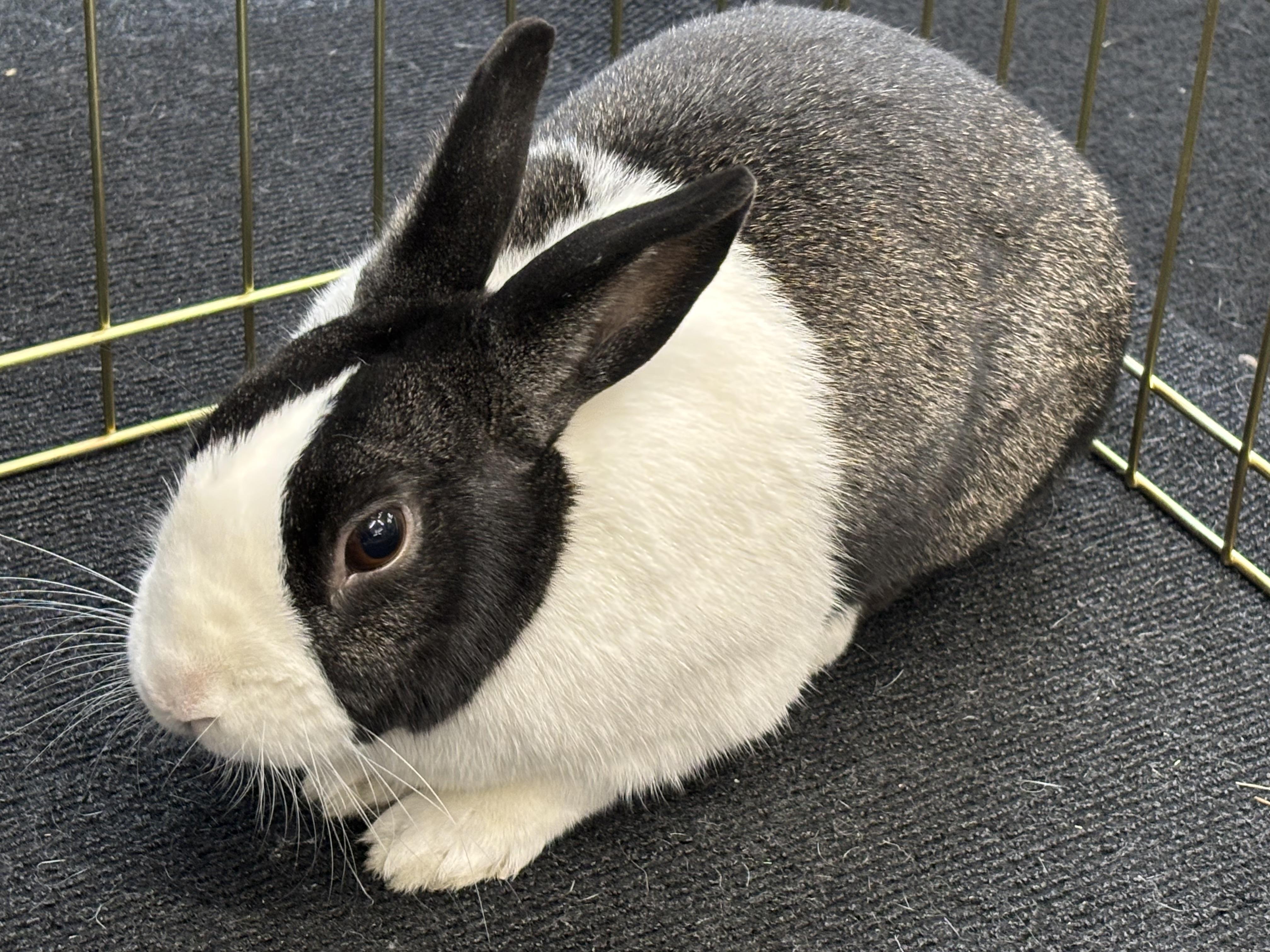 Enlarge SAPPHIRE , an adoptable Dutch in Forest Hills, NY image 3/6