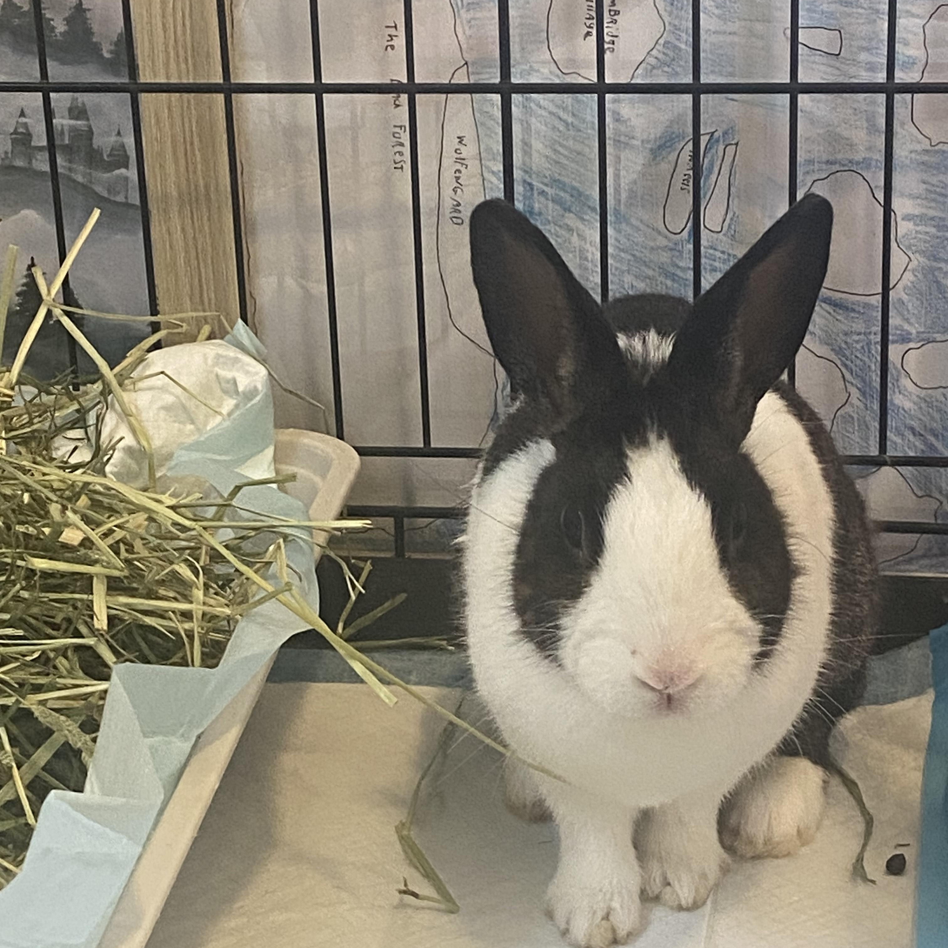 Enlarge SAPPHIRE , an adoptable Dutch in Forest Hills, NY image 4/6