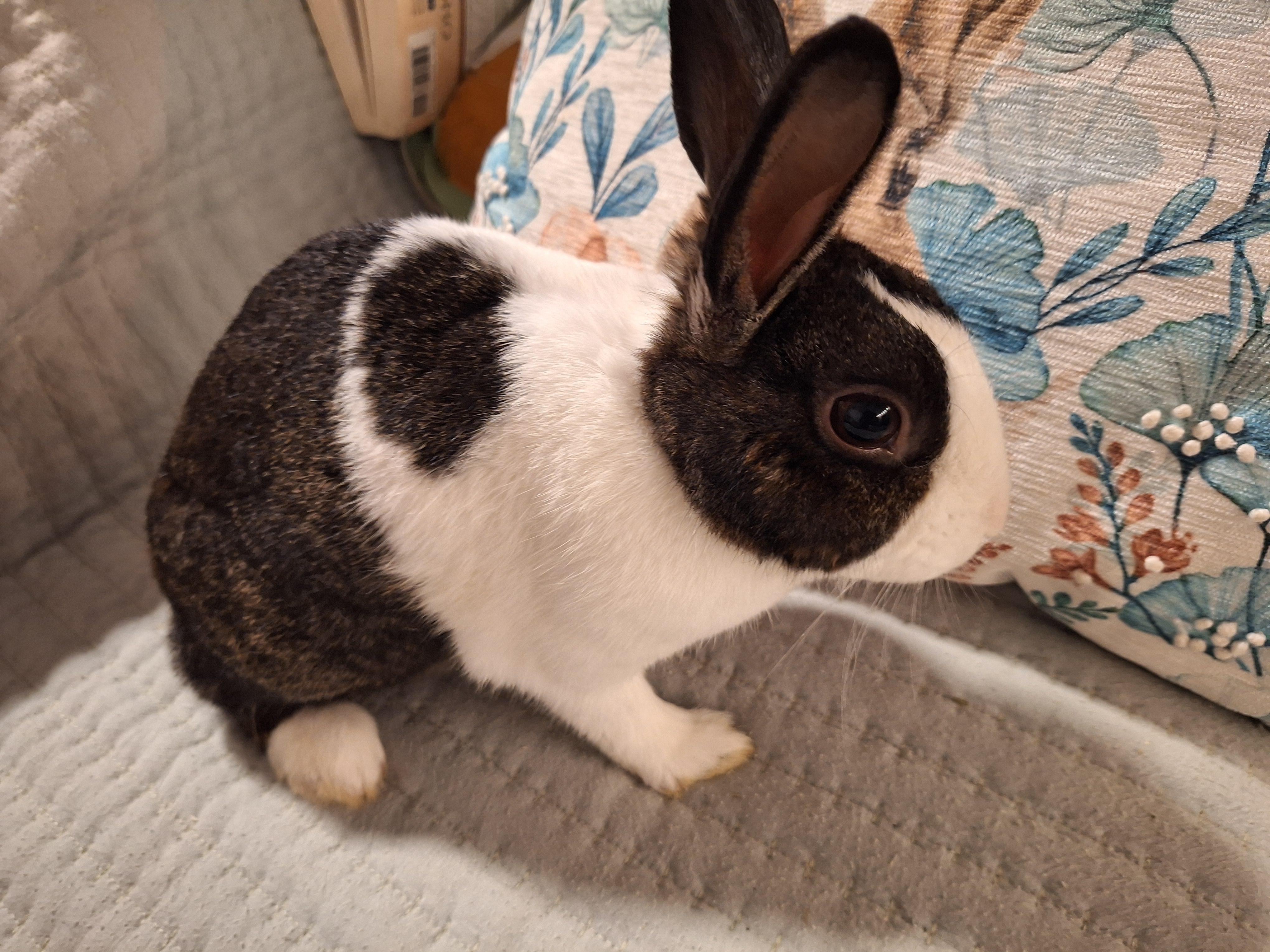 Enlarge SAPPHIRE , an adoptable Dutch in Forest Hills, NY image 5/6