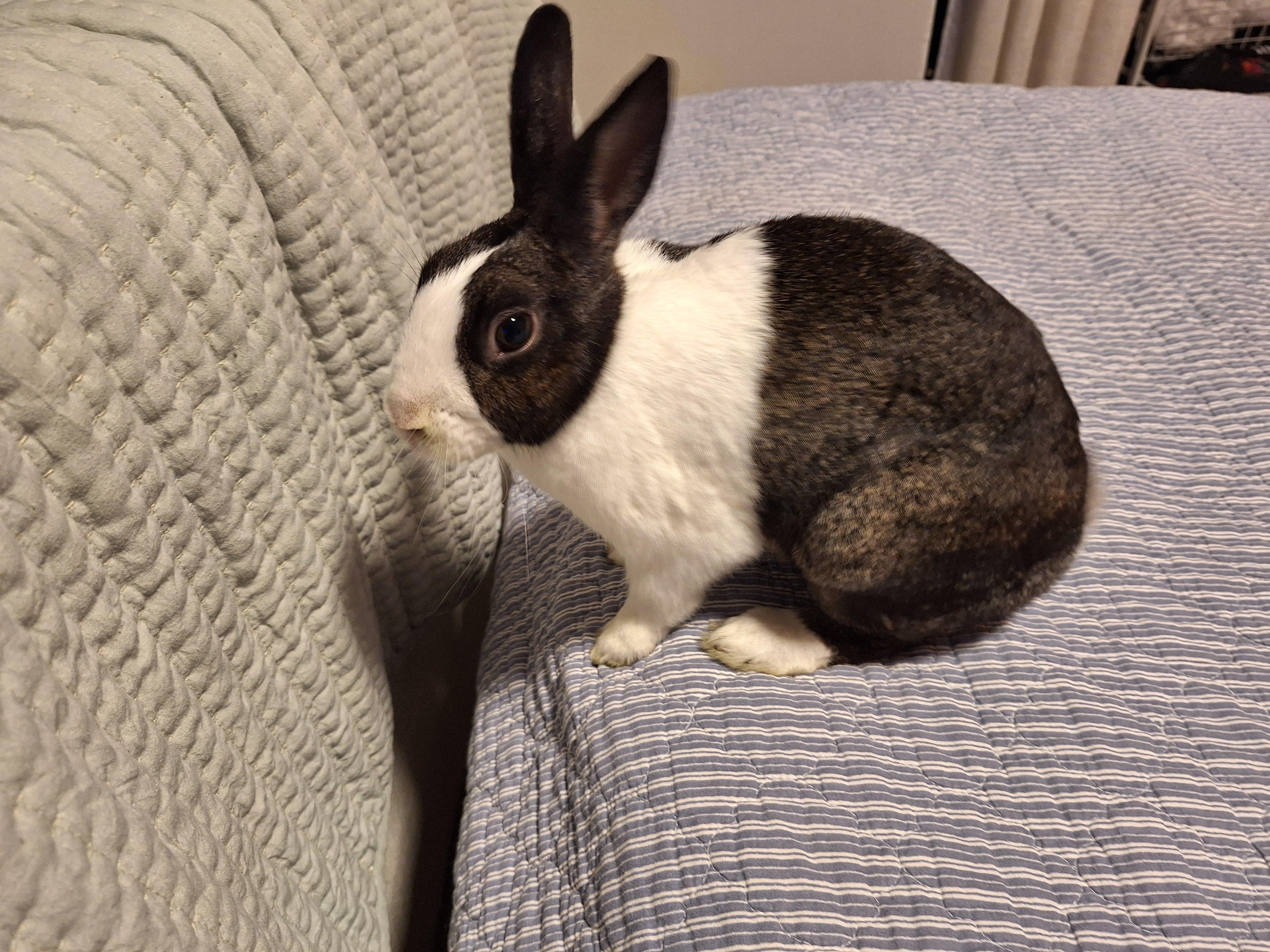 Enlarge SAPPHIRE , an adoptable Dutch in Forest Hills, NY image 2/6