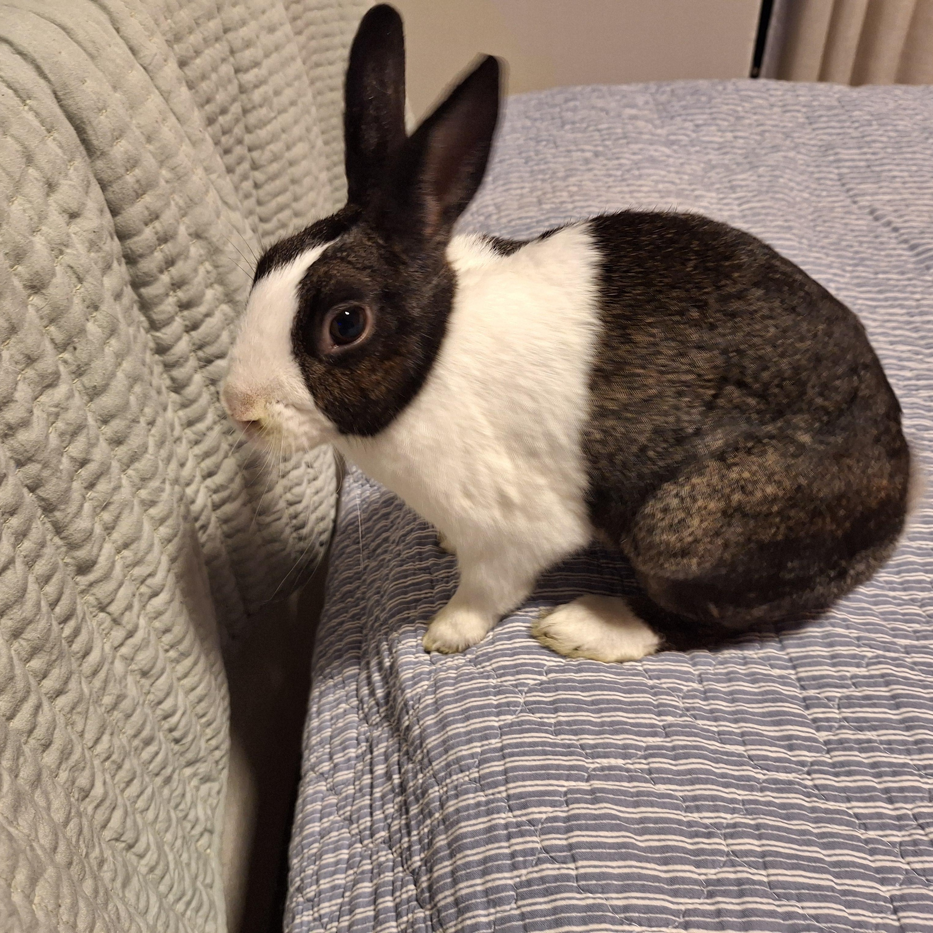 SAPPHIRE , an adoptable Dutch in Forest Hills, NY image 2/6