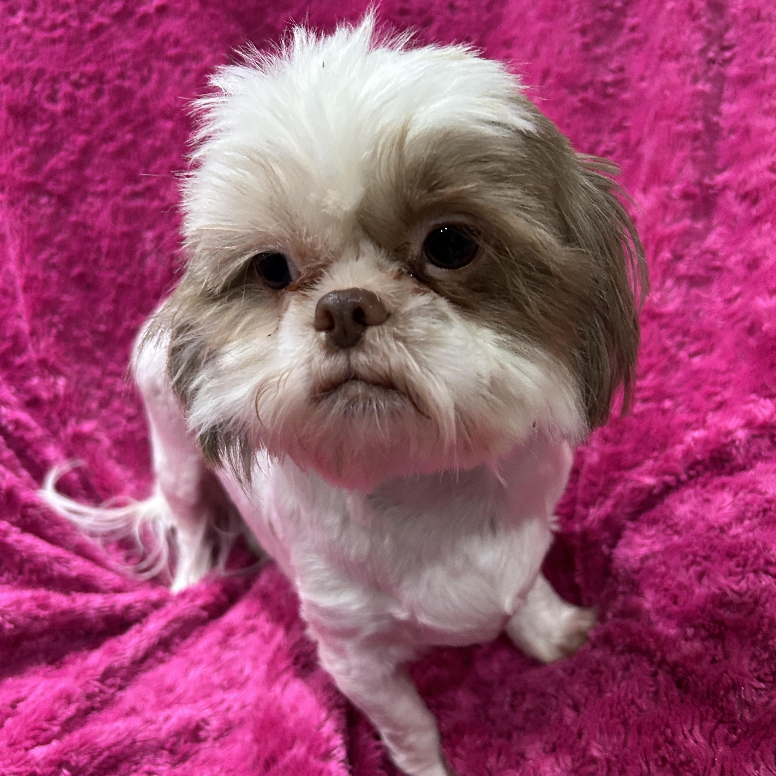 Enlarge Annie Shih Tzu (darker brown), a ADOPTABLE Shih Tzu in Sarasota, FL image 2/5