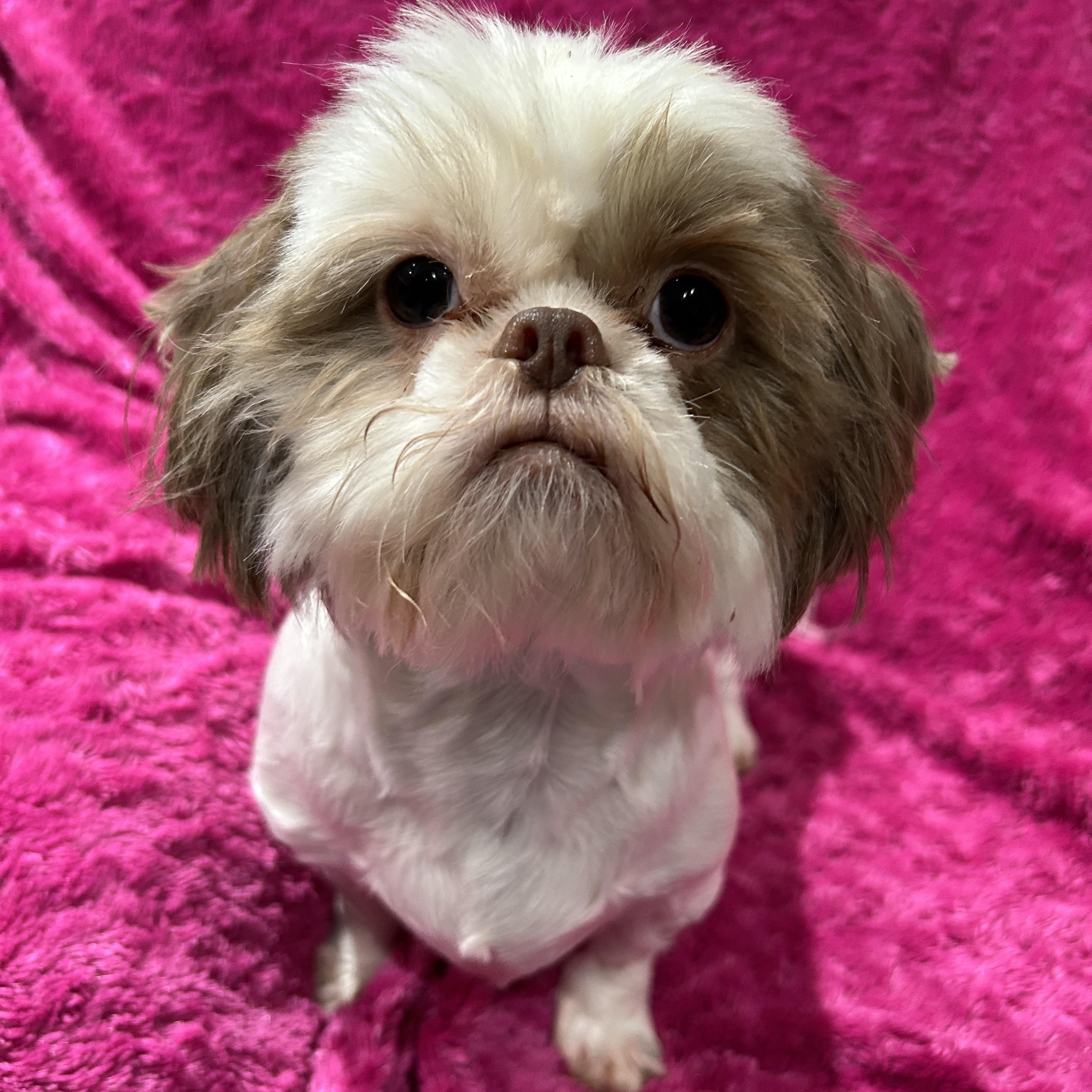 Enlarge Annie Shih Tzu (darker brown), a ADOPTABLE Shih Tzu in Sarasota, FL image 3/5