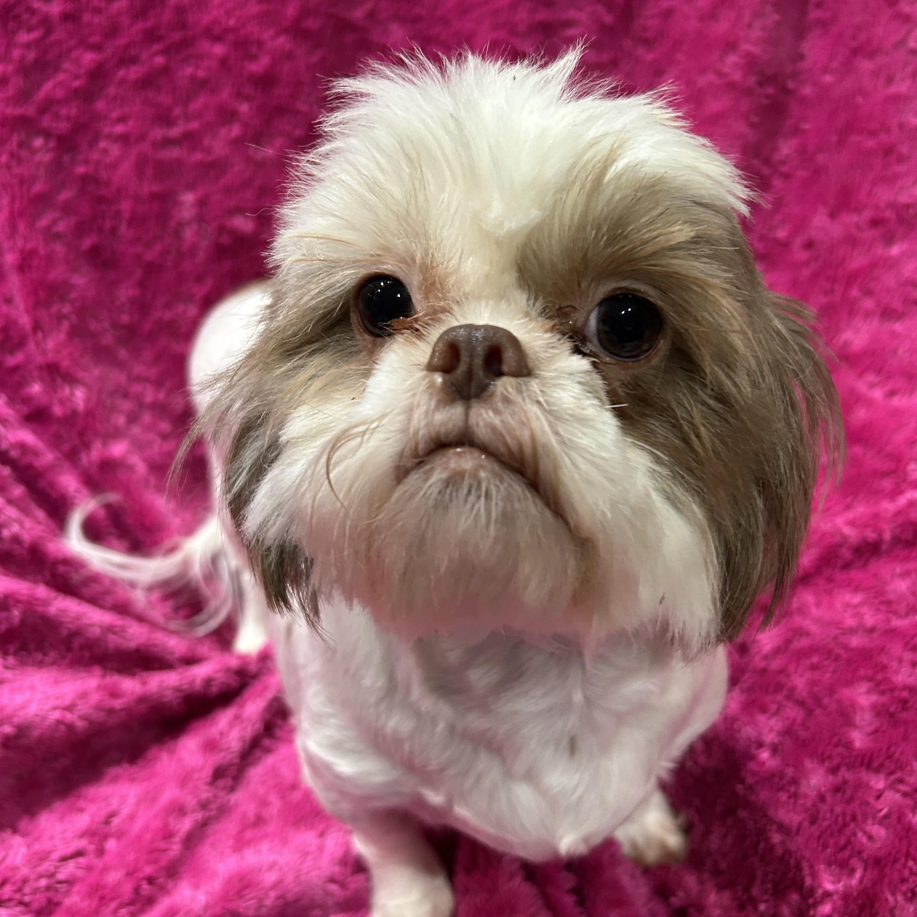 Enlarge Annie Shih Tzu (darker brown), a ADOPTABLE Shih Tzu in Sarasota, FL image 4/5