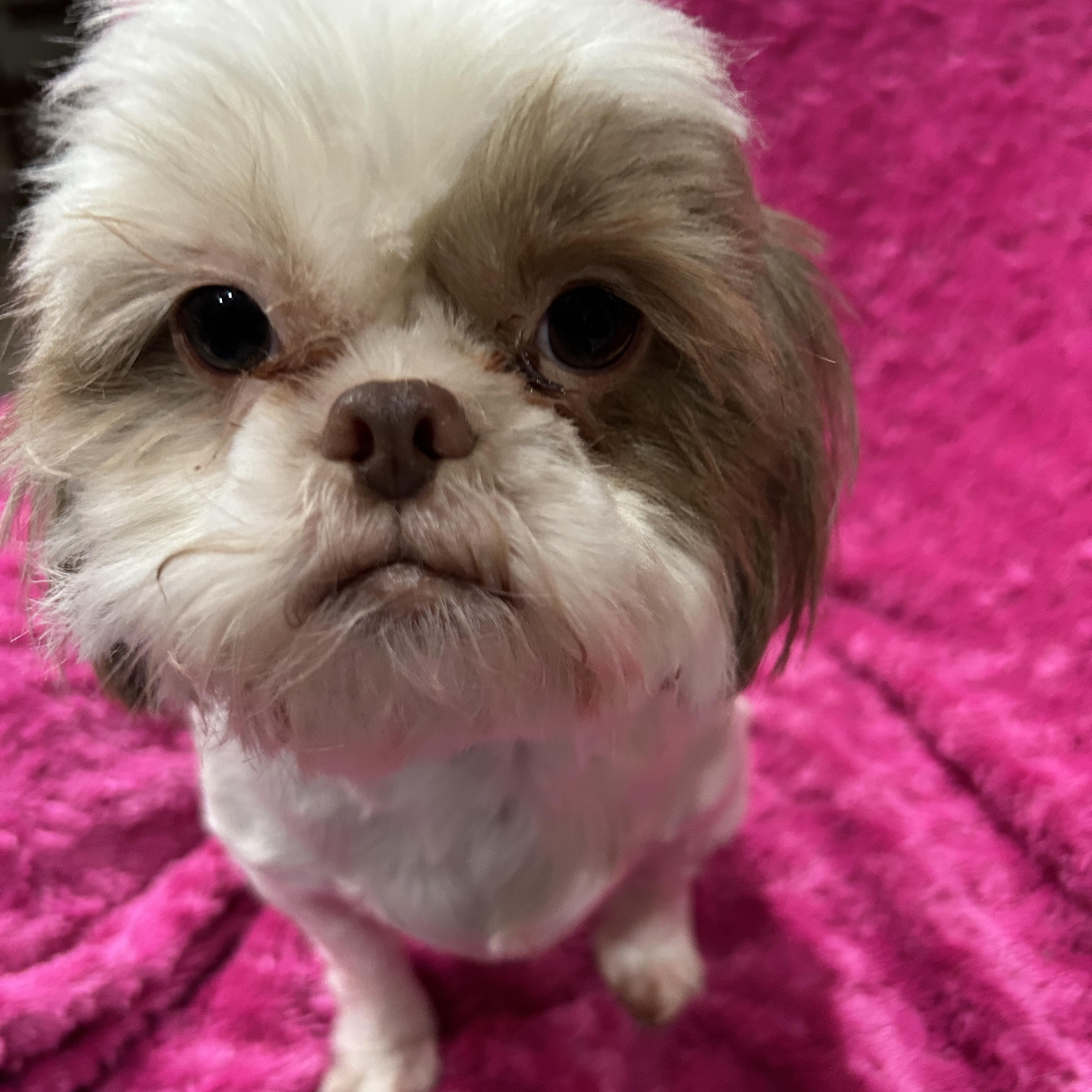 Enlarge Annie Shih Tzu (darker brown), a ADOPTABLE Shih Tzu in Sarasota, FL image 1/5